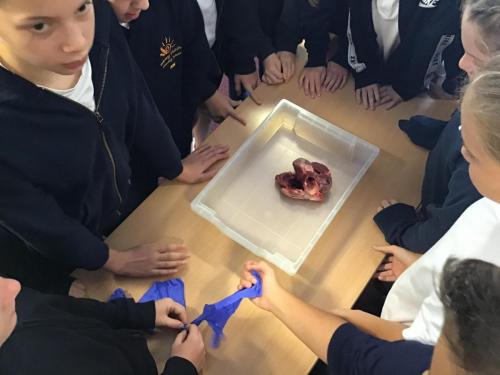 Y6-disecting-the-heart